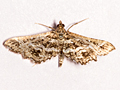 Diasemiopsis ramburialis